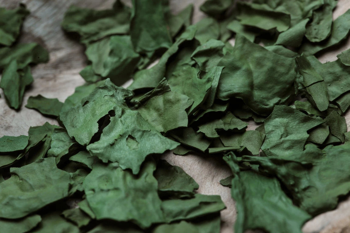 Spirulina essiccata